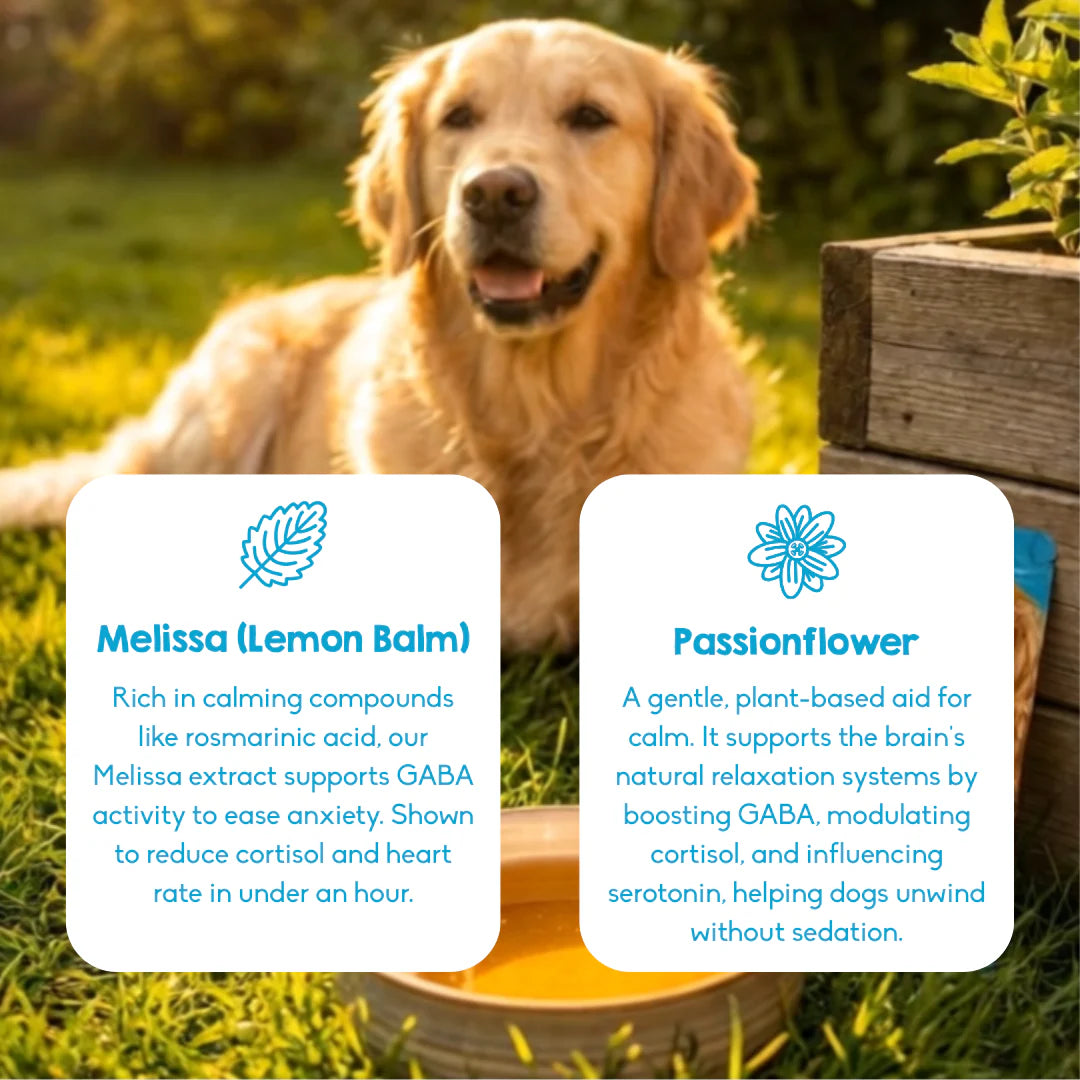 Natural Calming Powder For Dogs - Reduce Anxiety