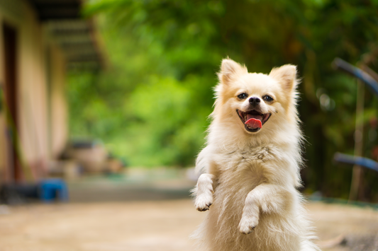 Dog Supplements 101 – What They Do & Why It Matters