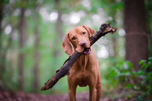 7 Daily Habits for a Healthier, Happier Dog