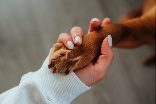 5 Signs Your Dog Might Need Joint Support
